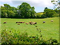 Beef in sunny pasture