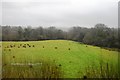 Farmland near South Brent