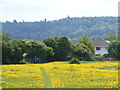 Footpath defined by buttercups
