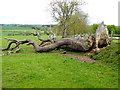 NZ0583 : Sculptural fallen tree by Oliver Dixon
