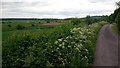 Hedgerow on The Line in late May