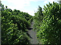 Dismantled railway, Broomside Cutting