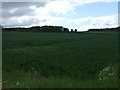 NZ3343 : Crop field off Coalford Lane by JThomas
