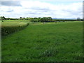 Grazing and hedgerow