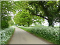 Trees along Foxden Way