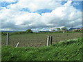 Potato field bounded by Main Road and Ballykeel Road