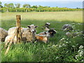 TF1306 : Sheep in a field near Etton by Paul Bryan