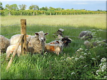 TF1306 : Sheep in a field near Etton by Paul Bryan