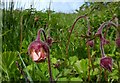 NS3303 : Water Avens at Auchalton Meadow by Mary and Angus Hogg