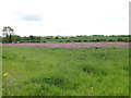 Field of purple loosestrife