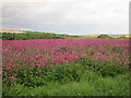 SE8568 : Field of red campion by Jonathan Thacker