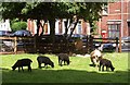 Sheep at the City Farm, Bristol