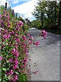 Red Campion on roadside near Garrigill Bridge