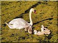 Single Father with Cygnets