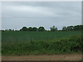 Crop field off Heath Road