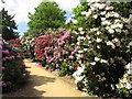 Rhododendrons, Temple Gardens, Langley Park (1)