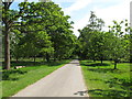 Avenue of trees on drive, Langley Park