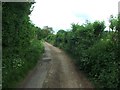 Lane leading towards Pine Wood, Littlebourne