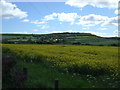 Oilseed rape crop off Pittington Lane