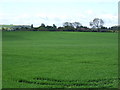 Crop field near Hallgarth