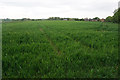 Wheat field on the edge of Chesterfield