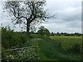 Crop field and hedgerow