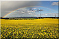 Oilseed rape at Rulesmains