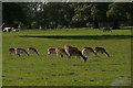 Fallow deer in Tyringham Park