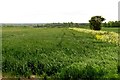 Arable field on Lark Hill