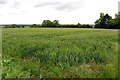 Arable field by Ardington Wick