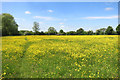 Path through Buttercups