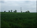 Crop field, Austrey