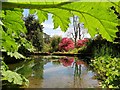 SX9150 : Pond  in  the  garden  Coleton  Fishacre by Martin Dawes