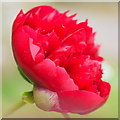 Close-up of red Paeonies, 2