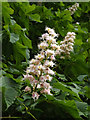 Blossom of a Horse Chestnut Tree at Highfield Residential Home