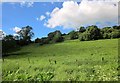 Hillside above Springs Farm