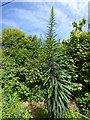 Tall plant beside the road at Aberporth