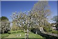 SU2598 : Blossom on the Trees by Bill Nicholls