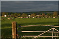 Cattle, Jarratt Hills Lane Farm on a glorious May evening