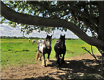 TA0428 : Ponies on Anlaby Common by Paul Harrop