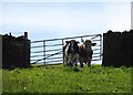 Watchful cattle at Cadster Farm