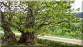 NZ6003 : Ancient Tree, Greenhow Botton by Mick Garratt