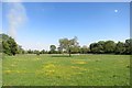 Buttercup Meadow, Dorney