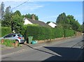 Good size hedge - Holly Road