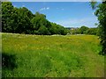 Field of Buttercups (Wrens Nest Nature Reserve)