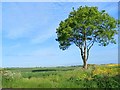 Tree by Winwick Lane