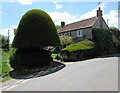 Topiary in Yetminster