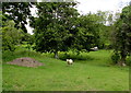 Sheep and a small mound of earth in a Yetminster field