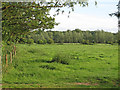 Meadow  near Tendring Hall Farm, Stoke by Nayland