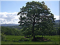 SJ9893 : Lone tree by Stephen Burton